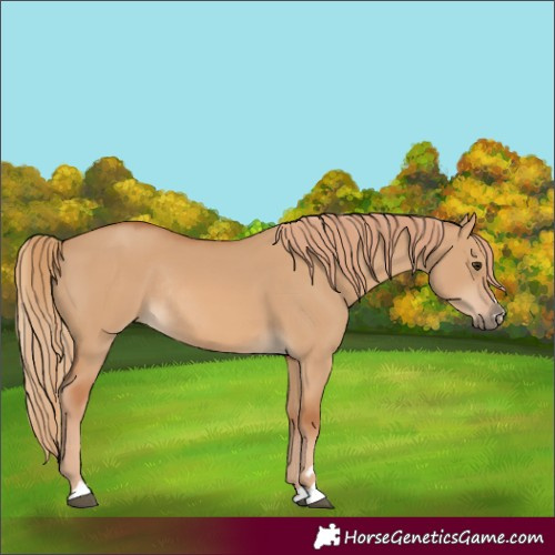 Horse Color:Red Dun Rabicano 