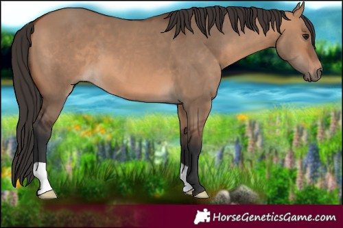 Horse Color:Bay Dun 
