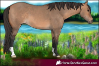 Horse Color:Bay Dun