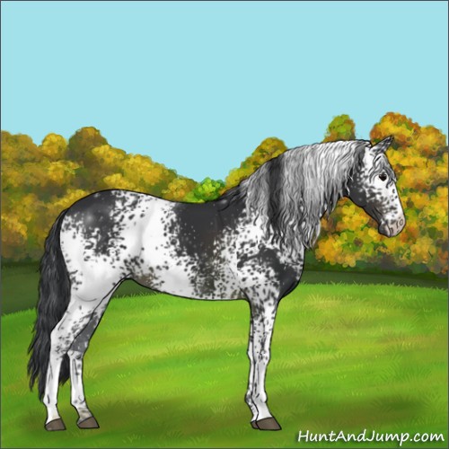 Horse Color:White Spotted Brown 