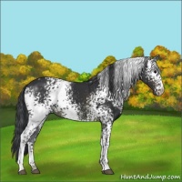 Horse Color:White Spotted Brown 
