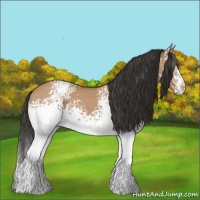 Horse Color:White Spotted Bay Dun