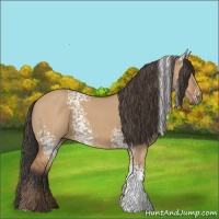 Horse Color:White Spotted Bay Dun