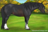 Horse Color:White Spotted Brown 