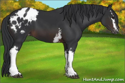 Horse Color:White Spotted Brown Blanket 