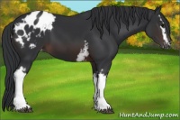 Horse Color:White Spotted Brown Blanket 