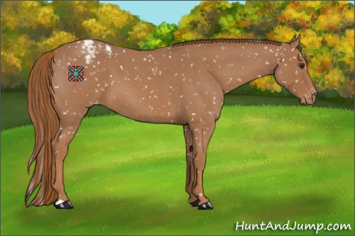 Horse Color:Red Roan Appaloosa 