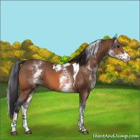 Horse Color:White Spotted Bay Tobiano