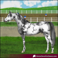 Horse Color:White Spotted Black Frame 