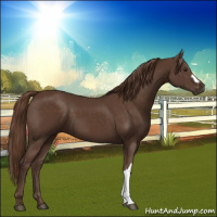 Horse Color:Liver Chestnut 