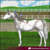 Horse Color:White Spotted Liver Red Dun Mushroom Splash 