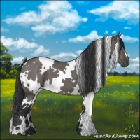 Horse Color:White Spotted Grullo 