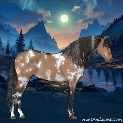 Horse Color:White Spotted Bay Dun 