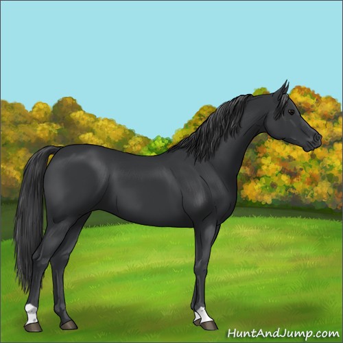 Horse Color:Black 
