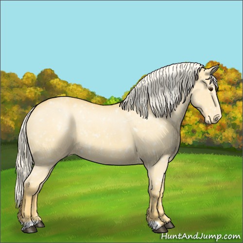 Horse Color:Palomino Roan Appaloosa 