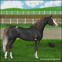 Horse Color:Liver Chestnut Sabino Splash Appaloosa 