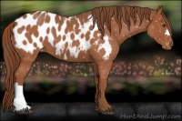 Horse Color:Red Roan Appaloosa 