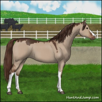 Horse Color:Liver Red Dun 