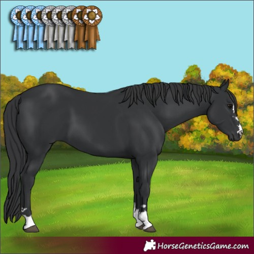 Horse Color:Black 