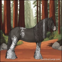 Horse Color:White Spotted Smoky Black 