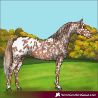 Horse Color:Red Roan Appaloosa 