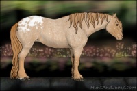 Horse Color:Red Roan Appaloosa 