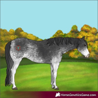 Horse Color:White Spotted Black Rabicano 