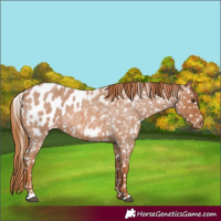 Horse Color:Red Roan Appaloosa 
