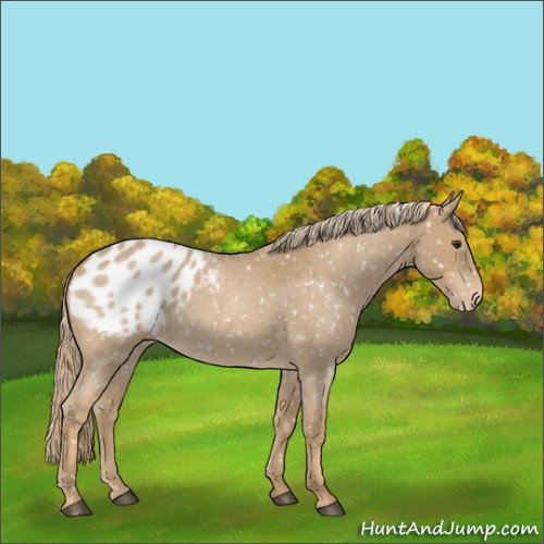 Horse Color:Red Roan Appaloosa 