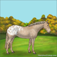 Horse Color:Red Roan Appaloosa 