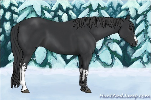 Horse Color:Black and Black