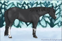 Horse Color:Black  and Black 