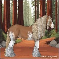 Horse Color:White Spotted Chestnut 