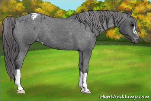 Horse Color:Black Appaloosa 
