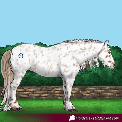 Horse Color:Red Roan Appaloosa 