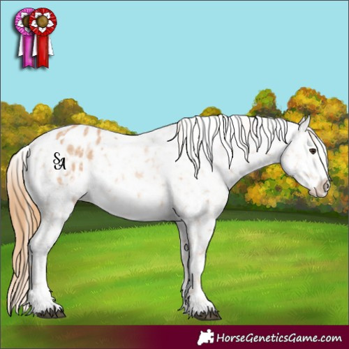 Horse Color:Red Roan Appaloosa 