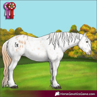 Horse Color:Red Roan Appaloosa 