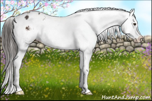 Horse Color:Liver Chestnut Sabino Splash Appaloosa 