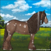 Horse Color:White Spotted Liver Chestnut