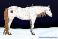 Horse Color:Red Roan Appaloosa 