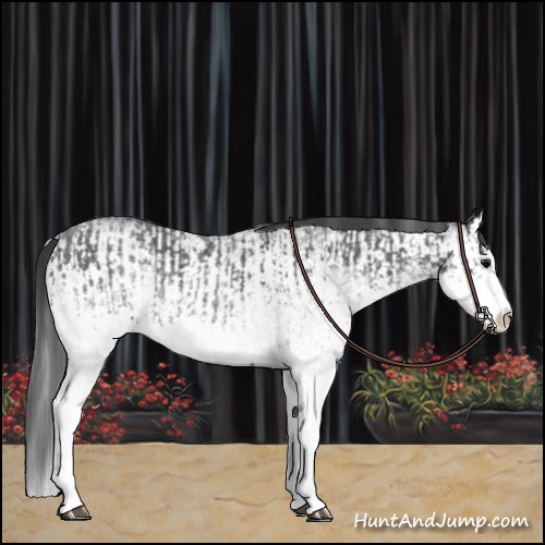 Horse Color:White Spotted Blue Roan Rabicano  and White Spotted Blue Roan Splash Rabicano 