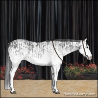 Horse Color:White Spotted Blue Roan Rabicano  and White Spotted Blue Roan Splash Rabicano 