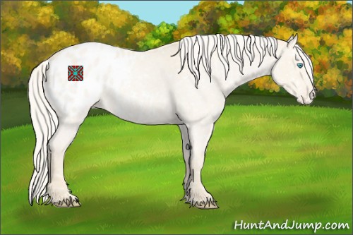 Horse Color:Cremello Roan Appaloosa 