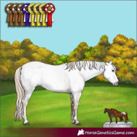 Horse Color:Gray Red Roan Appaloosa 
