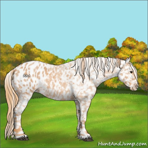 Horse Color:Red Roan Appaloosa 