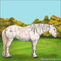 Horse Color:Red Roan Appaloosa 
