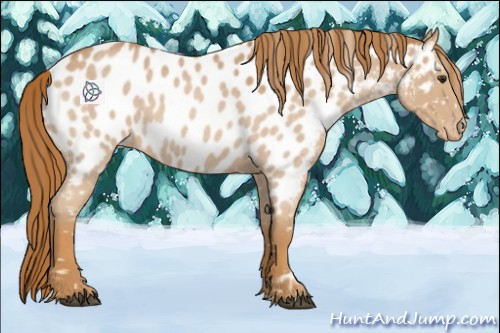 Horse Color:Red Roan Appaloosa 