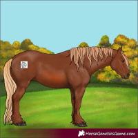 Horse Color:Chestnut 