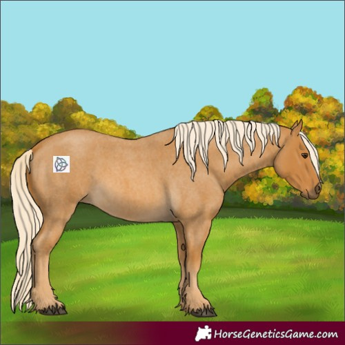 Horse Color:Palomino Roan 