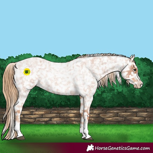 Horse Color:Red Roan Snowflake Varnish 